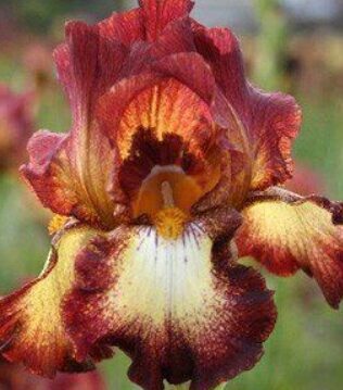 Īriss 'Rimfire'  (pieejams no jūnija)